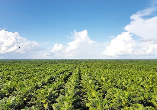 포스코인터내셔널이 운영 중인 인도네시아 팜 농장.  포스코홀딩스 제공 